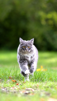 Young tabby Maine Coon cat running outdoors on grass