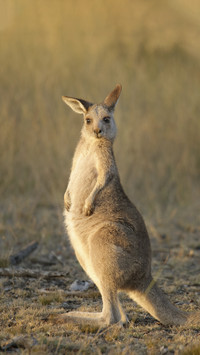 Wallaby Kangaroo