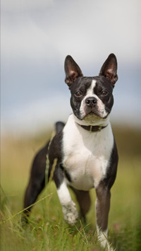 Dog136