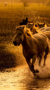 A herd of horses running in the water