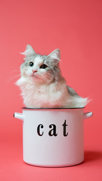 Whats the difference between cat food and cat food 3