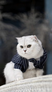 Did your cat have any hair on its cheeks