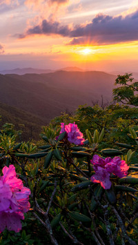 VCG41N814184528