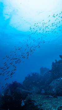 Fish schools on migratory coral reefs