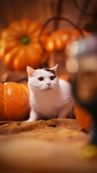 “盒子精”小猫咪
