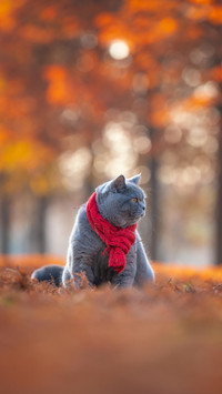 “盒子精”小猫咪