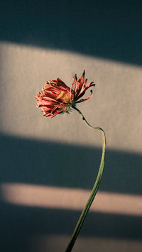情人节