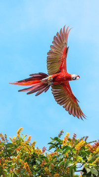 Scarlet macaw