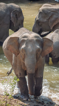 Wild elephant herd