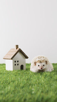 International-hedgehog