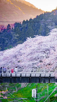 Cherry blossoms in splendor