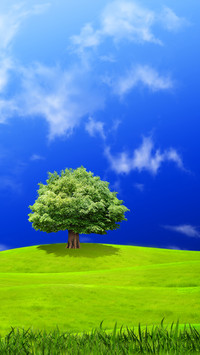 Green Grass And Blue Sky