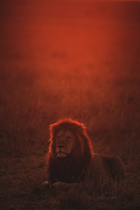 keyur-nandaniya-ywPqgpKsXls-unsplash