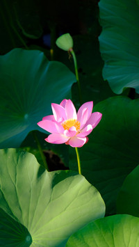 What secrets do lotus flowers hold
