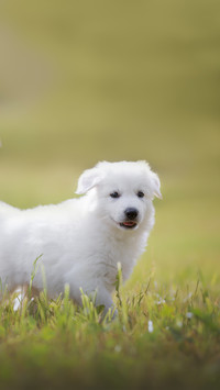 Playful White Puppy on the Meadow