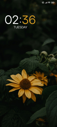 Sunflower