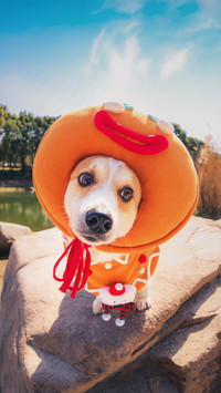 Dont ignore the howling of dogs