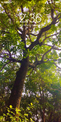 Tree verse_DWM2