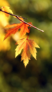 A leaf knows autumn