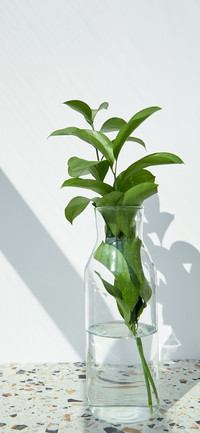 green plants-PAIXIN