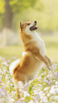 Do you want to wash the dogs paws after walking it