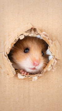 How to raise hamsters for beginners