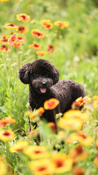 Why do dogs bark without reason