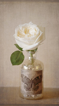 Planting methods of potted roses 91
