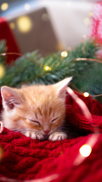 Cute pet-08