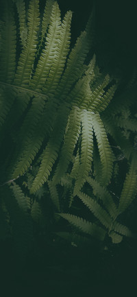 绿色植物