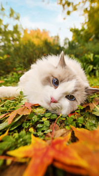 Puppet cats in the grass