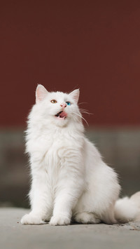 猫咪的好奇心