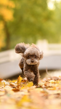Teddy teddy teddy teddy teddy teddy 4