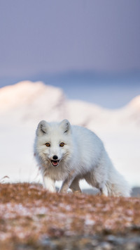 Autumn Arctic Fox in the Hornsund fjord, Spitsbergen
