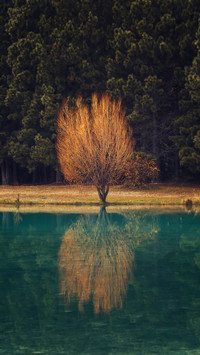 Withered tree