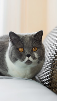 The reason why cats are with you in the bathroom 6