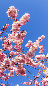 Cherry blossoms in splendor