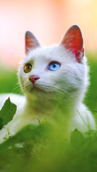The cat looked away