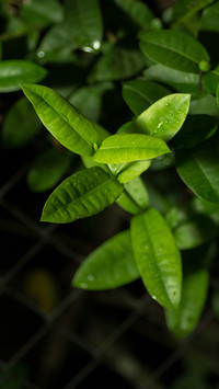 绿色护眼小清新植物-锐景创意