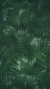 探秘雨林