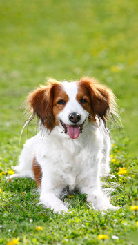 These 10 types of dogs should not be touched