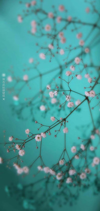 清新·养眼多壁纸
