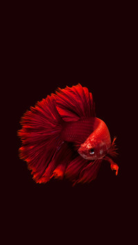 Red fish