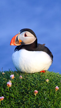 Puffin lundi at latrabjarg