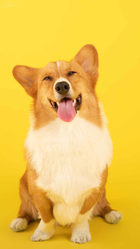 柯基犬的小秘密