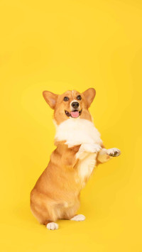 柯基犬的小秘密