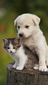 养猫还是养狗？