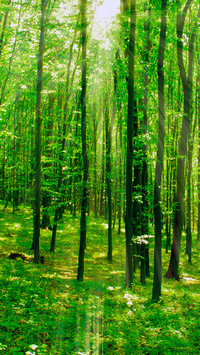 Forest Green Path
