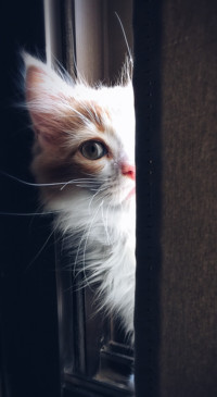 Cute Animals (16)