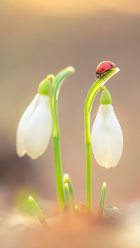 An Analysis of Macrophotography 8